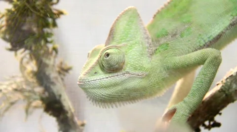 Camelion Stock Footage 758438