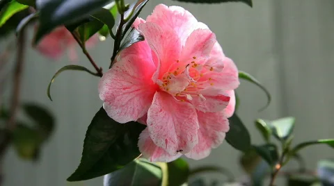 Camellia with ants Stock Footage 656749