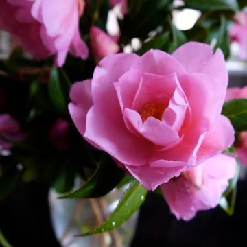 Camellia bloom close up Stock Photos