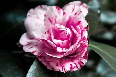 Camellia bloomed in the cold. Stock Photos