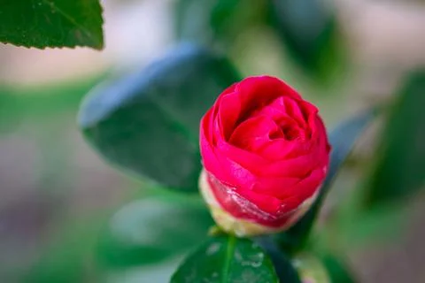 The camellia bud is starting to open. selective focus Stock Photos