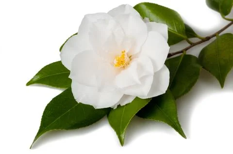 Camellia flower Stock Photos