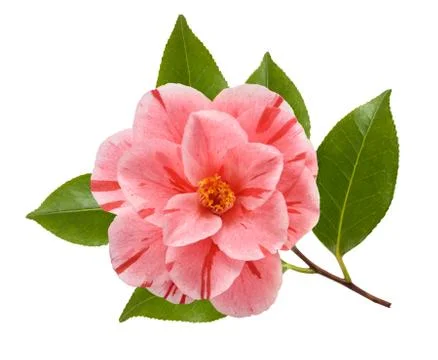 Camellia flower Stock Photos