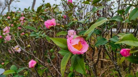 Camellia flower Stock Photos