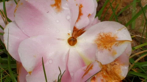 Camellia Stock Footage 123172