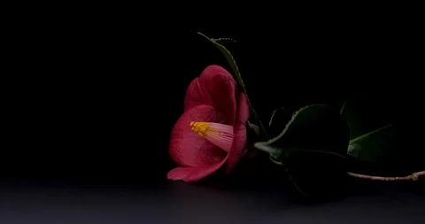 Camellia. Stock Footage 125840392