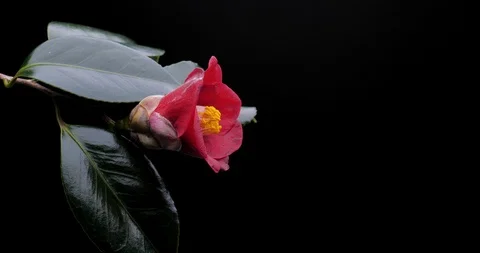 Camellia Stock Footage 127086232