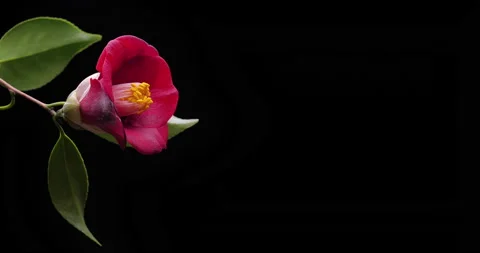 Camellia Stock Footage 139081808