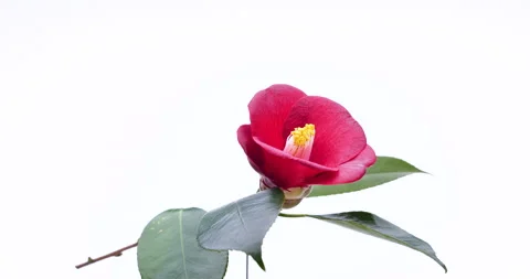 Camellia Video stock 139949331