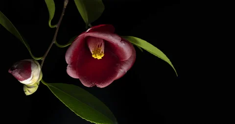 Camellia. Stock Footage 142338273