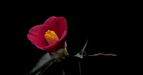 Camellia. Stock Footage 142339542