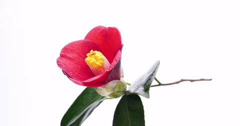 Camellia. Stock Footage 142340605