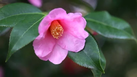 Camellia Видео 332552122