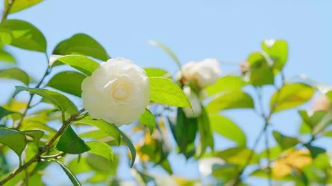 Camellia Japonica Alba Plena. Species Of Camellia. Rose Form Flower In Garden Stock Photos