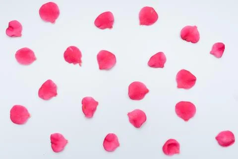  Camellia leaf texture Stock Photos