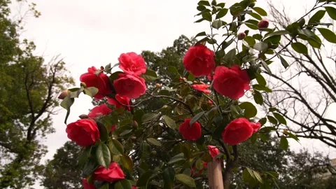 Camellia in the park Stock Footage 237837334
