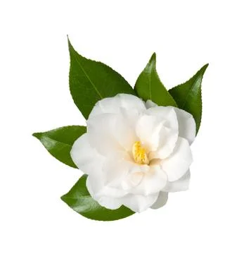 Camellia Stock Photos