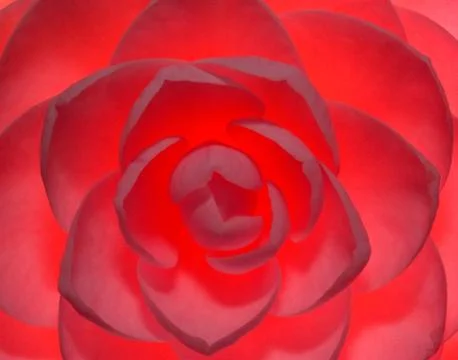 Camellia Stock Photos