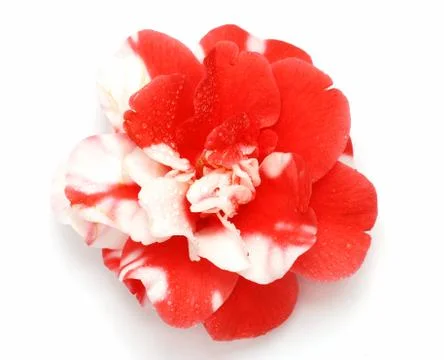 Camellia Foto stock