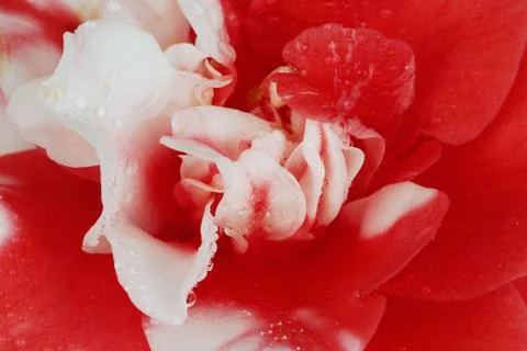 Camellia Foto stock