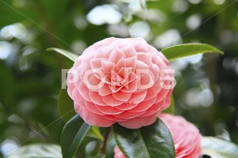 Camellia Stock Photos