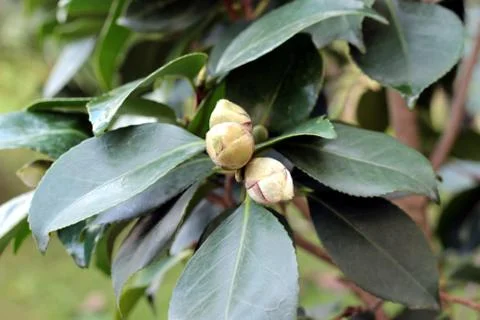 Camellia Stock Photos