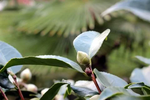 Camellia Stock Photos