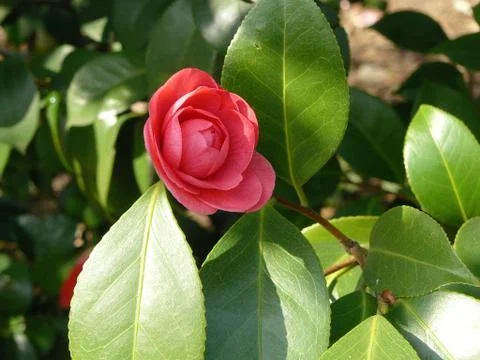 Camellia Stock Photos
