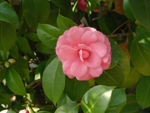 Camellia Stock Photos