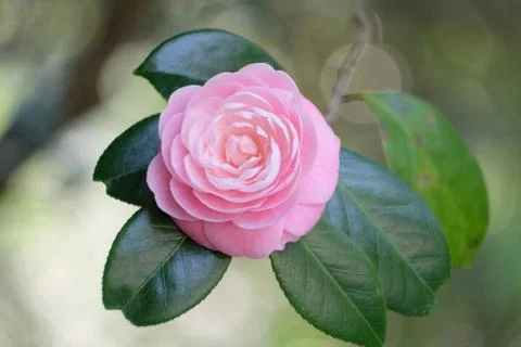 Camellia Stock Photos