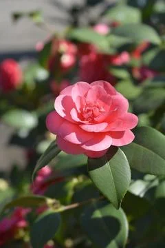 Camellia Stock Photos