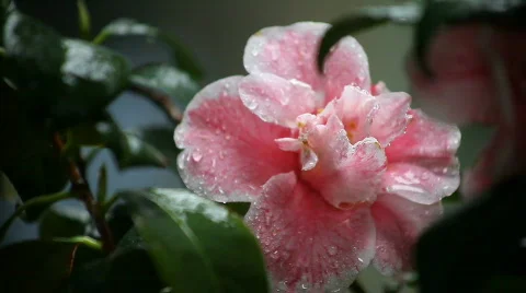 Camellia in the rain Stock Footage 656597