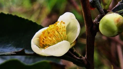 Camellia sinensis Stock Photos