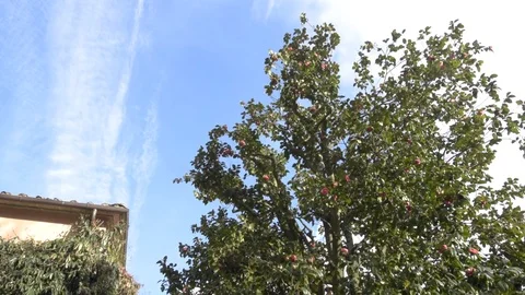 Camellia tree 库存影片 87462383