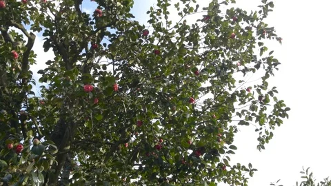 Camellia tree 库存影片 87683965