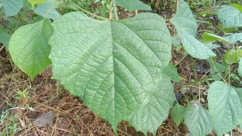 Camellia tree leaves Stock Photos