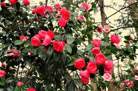 Camellia tree Stock Photos