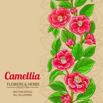 Camellia vector background Stock Illustration