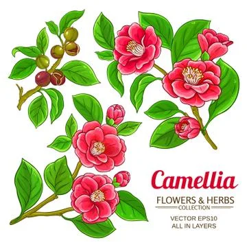 Camellia vector set Illustrazione stock