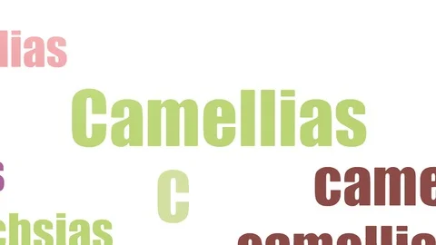 Camellias Tagcloud Animated Isolated Stock Footage 107222936