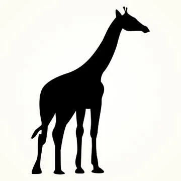 Camelopardalis Stock Illustration