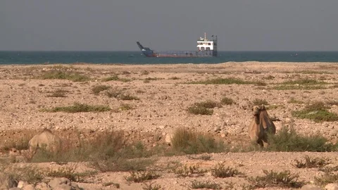 Camels and a boat Stock Footage 73667259
