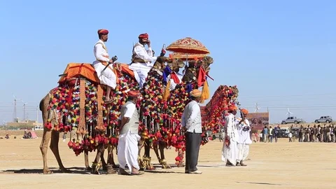 Camels and indian men in Desert Festival. Jaisalmer, Rajasthan, India Stock Footage