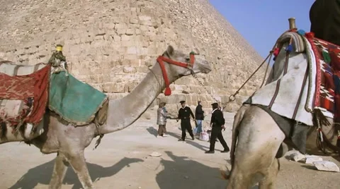 Camels and pyramids in Egypt Stock Footage 8108287