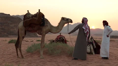 Camels and sunset - Bright Stock Footage 161179113