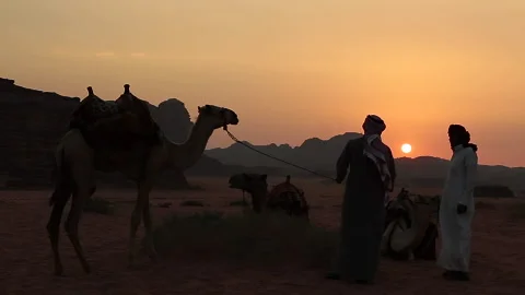 Camels and sunset Stock Footage 161179111