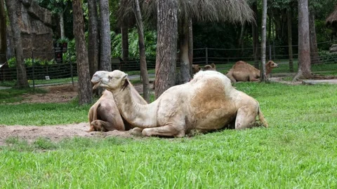 Camels are lying down on green grass and enjoying sunny summer day in Phu Quoc  Stock Footage 312815580