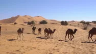 Camels Are Walking Through A Desert With High Sand Dunes On Background In Erg Stock Footage