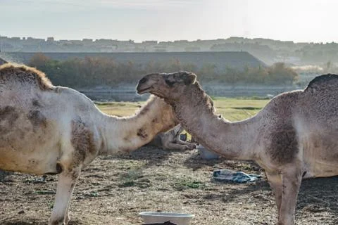 Camels in Aswan Egypt Stock Photos