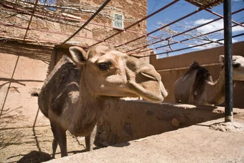 Camels on barn Stock Photos